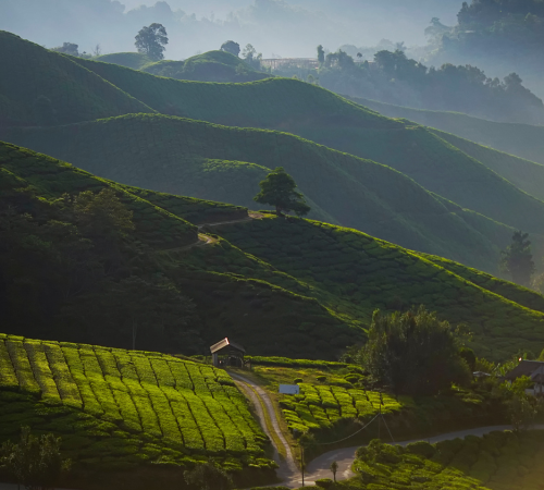 Package for Darjeeling Gangtok 06 Days